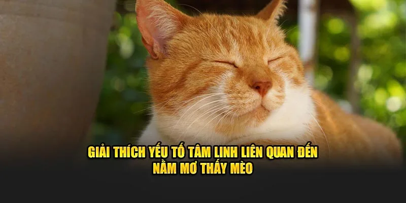 Giải thích yếu tố tâm linh liên quan đến nằm mơ thấy mèo